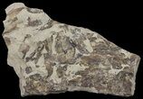 Fossil Fish (Gosiutichthys) Mortality Plate - Lake Gosiute #61567-3